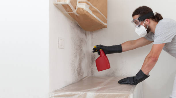 Professional Basement Mold Remediation technician working in Highspire, PA