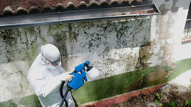 Trusted Mold Removal service in Highspire, PA - Cheap Mold Removal